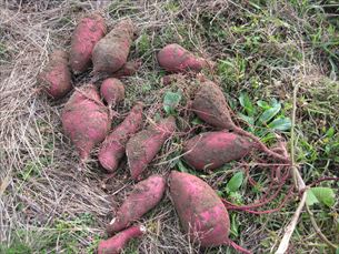 ゆかりガーデン