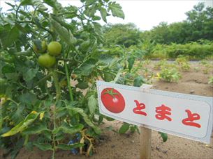 折り紙教室